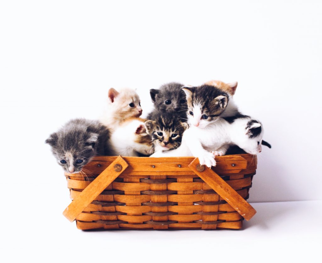 What are the best books to give a Four Year Old Child who loves cats